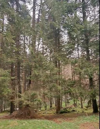 Graynite-forest Bivouac مكان تخييم